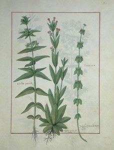 Elusae Gennus, Karwijtijm, en Kruiswortel, illustratie uit Het Boek der Eenvoudige Geneesmiddelen door Mattheaus Platearius (d.c.1161) c.1470 door Robinet Testard